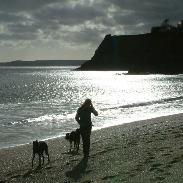 walking dogs on beach